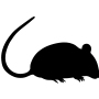muizen bestrijden - Van Stippent