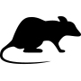 Ratten bestrijden - Van Stippent